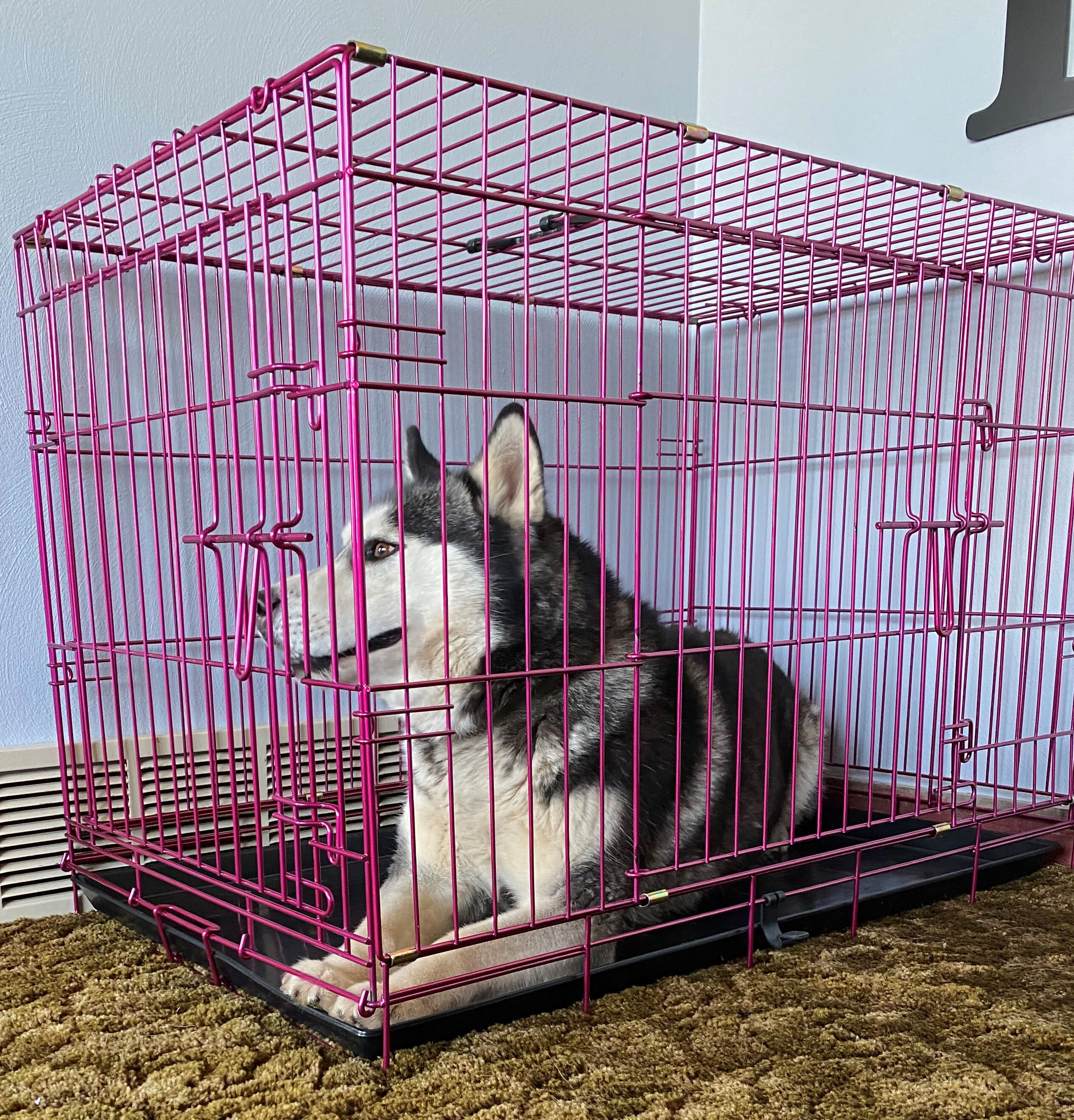 dog kennel crate