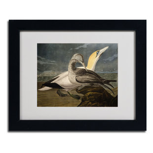 Vintage Audubon Framed Prints Wayfair Quickview