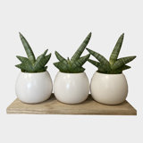 Live Snake Plant Faux Plants You Ll Love In 2021 Wayfair