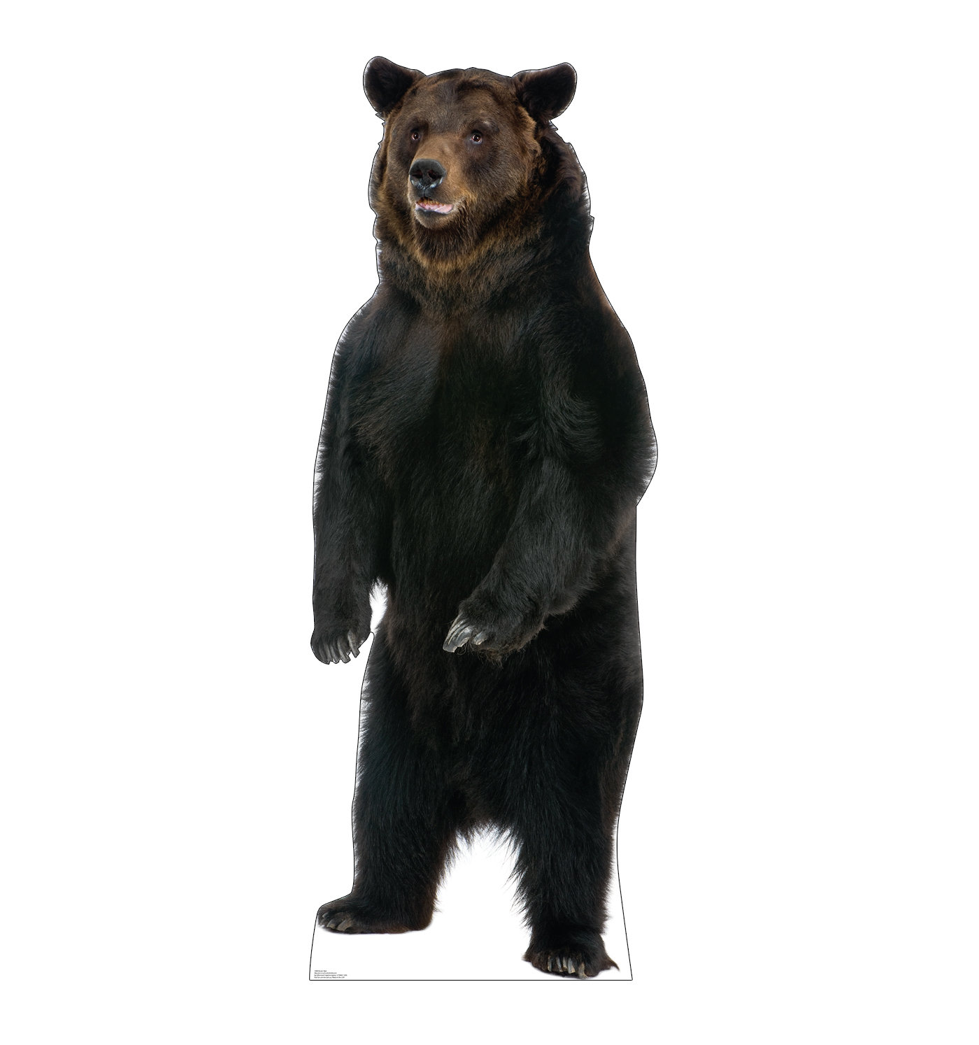 Advanced Graphics Brown Bear Cardboard Stand-Up & Reviews | Wayfair