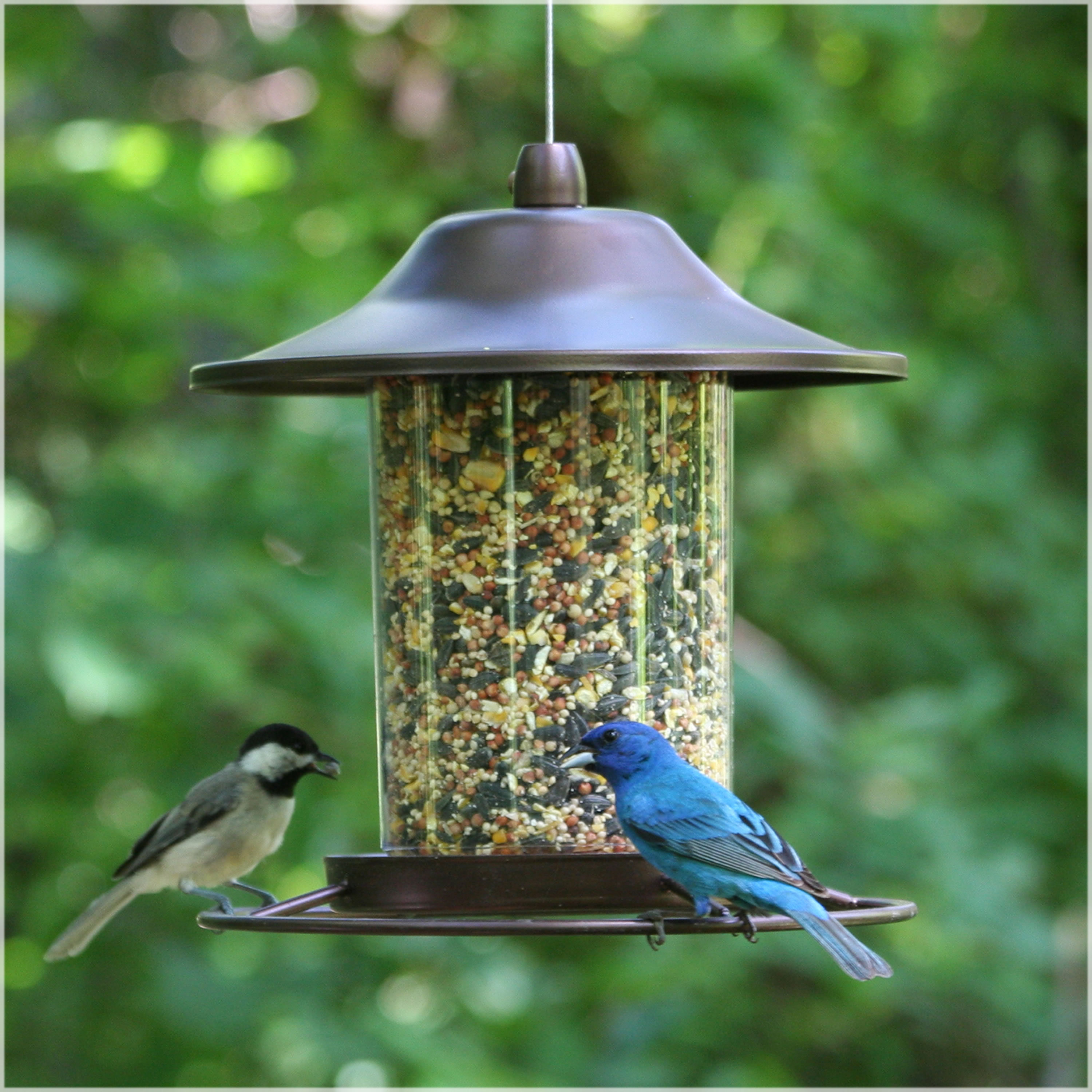 Perky Pet Tube Bird Feeder Reviews Wayfair