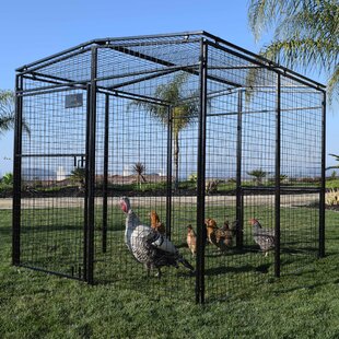 Chicken Coops Youll Love In 2019 Wayfairca