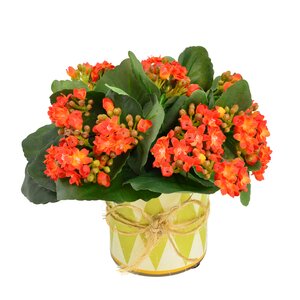 Faux Orange Kalanchoe