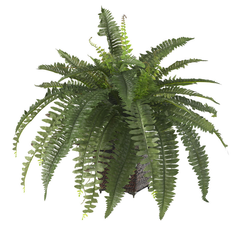 World Menagerie Silk Boston Fern Desk Top Plant With Pot Reviews Wayfair