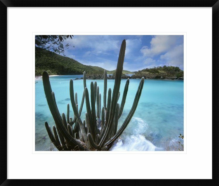 Global Gallery Cactus Growing Along Trunk Bay Virgin Islands By Tim Fitzharris Framed Photographic Print Wayfair