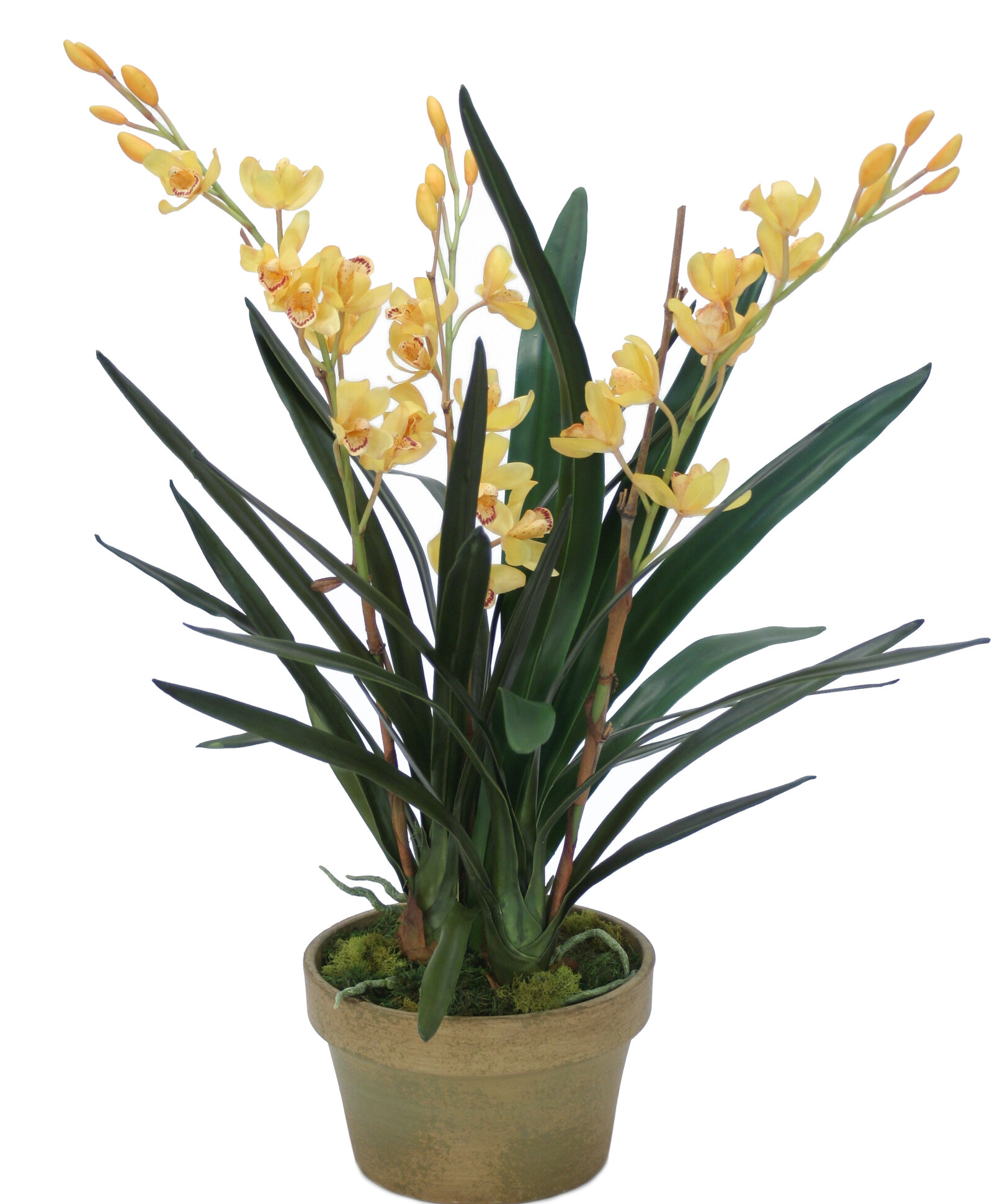 Bay Isle Home Cymbidium Orchid Plant In Pot Wayfair