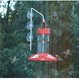 Hummingbird Bird Rugs Wayfair