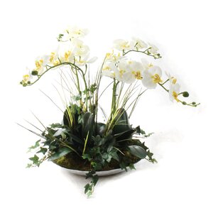 Orchids in Decorative Bowl