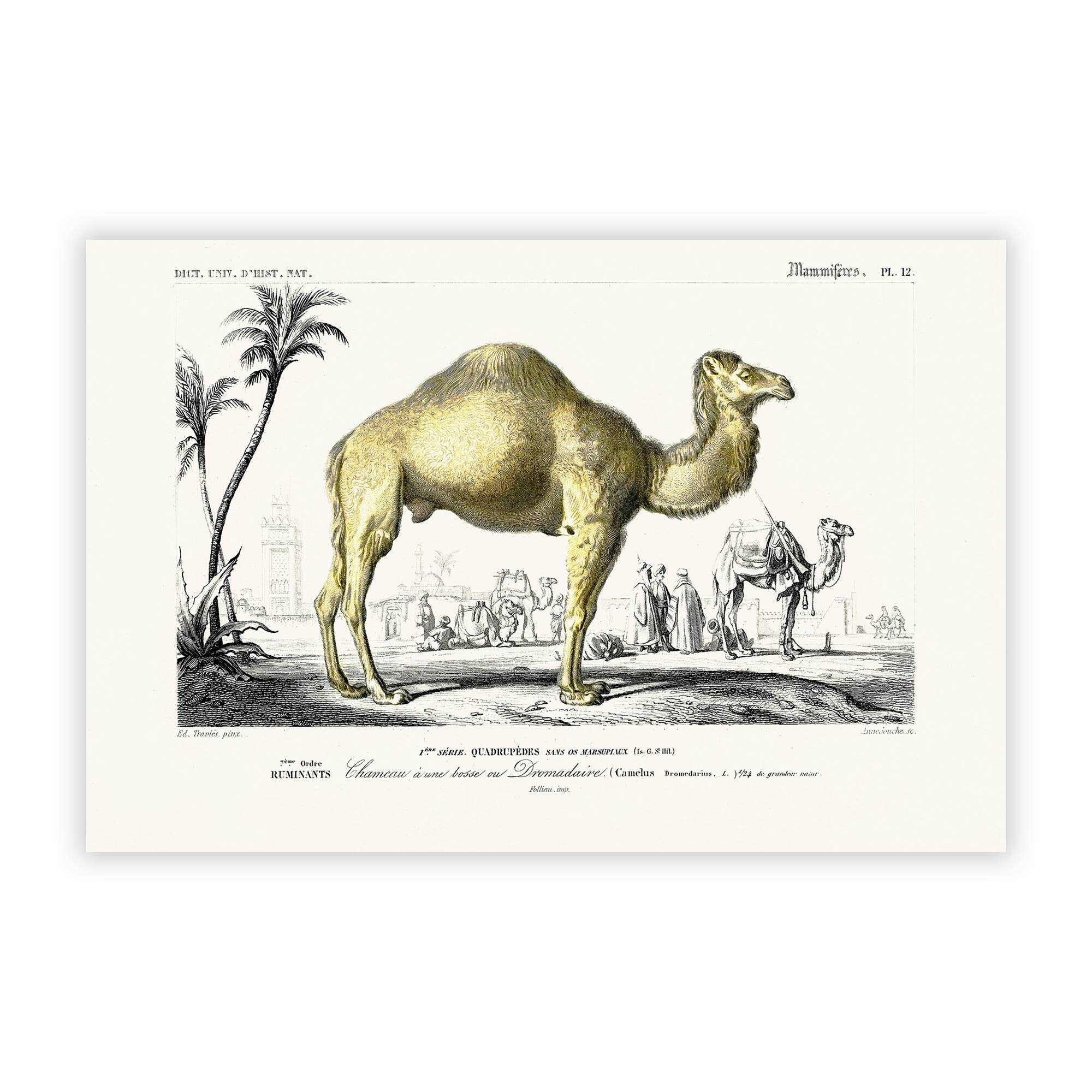 Big Box Art Camel Illustration By Charles D Orbigny Unframed Painting Print On Paper Wayfair Co Uk