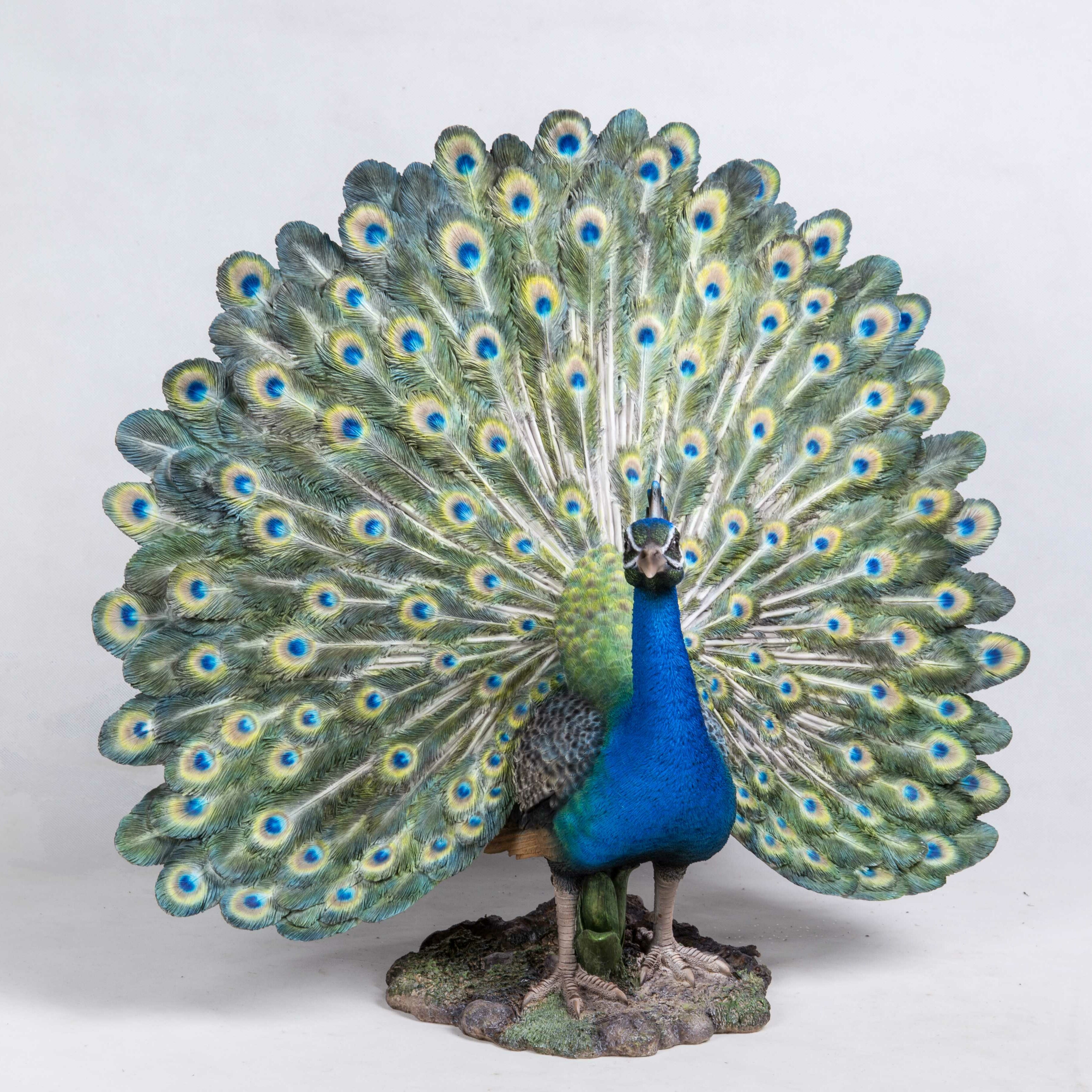 Ts penny peacock