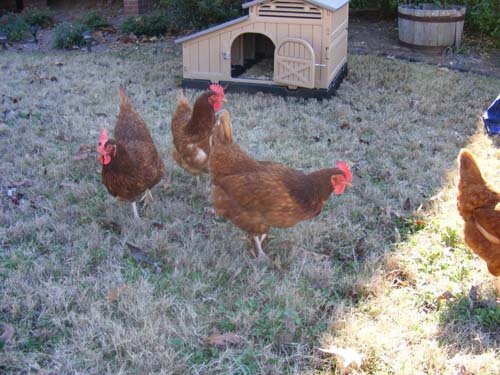 Standard Snap Lock Chicken Coop