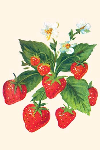 Buyenlarge 'Strawberries and Flowers' Painting Print | Wayfair
