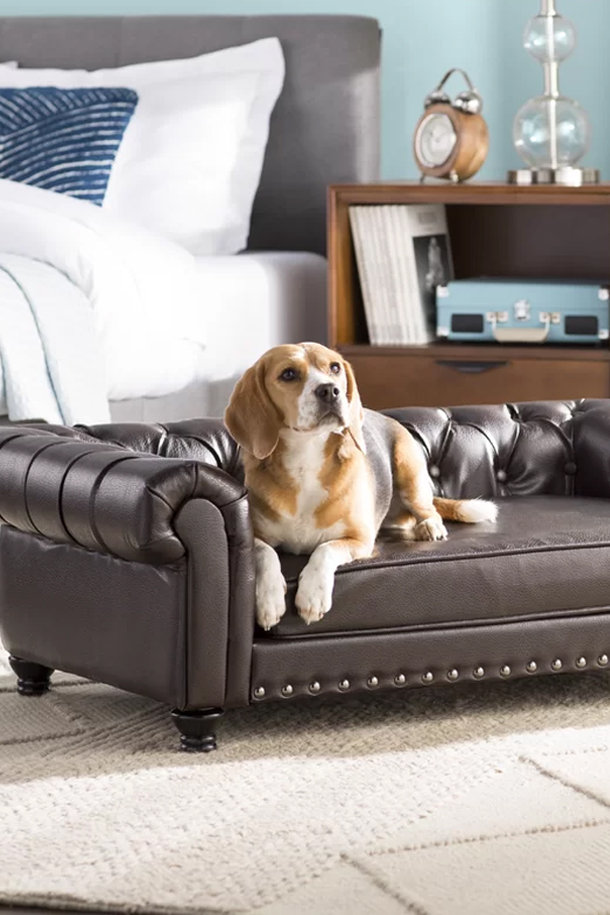 Dog & Puppy Products Wayfair