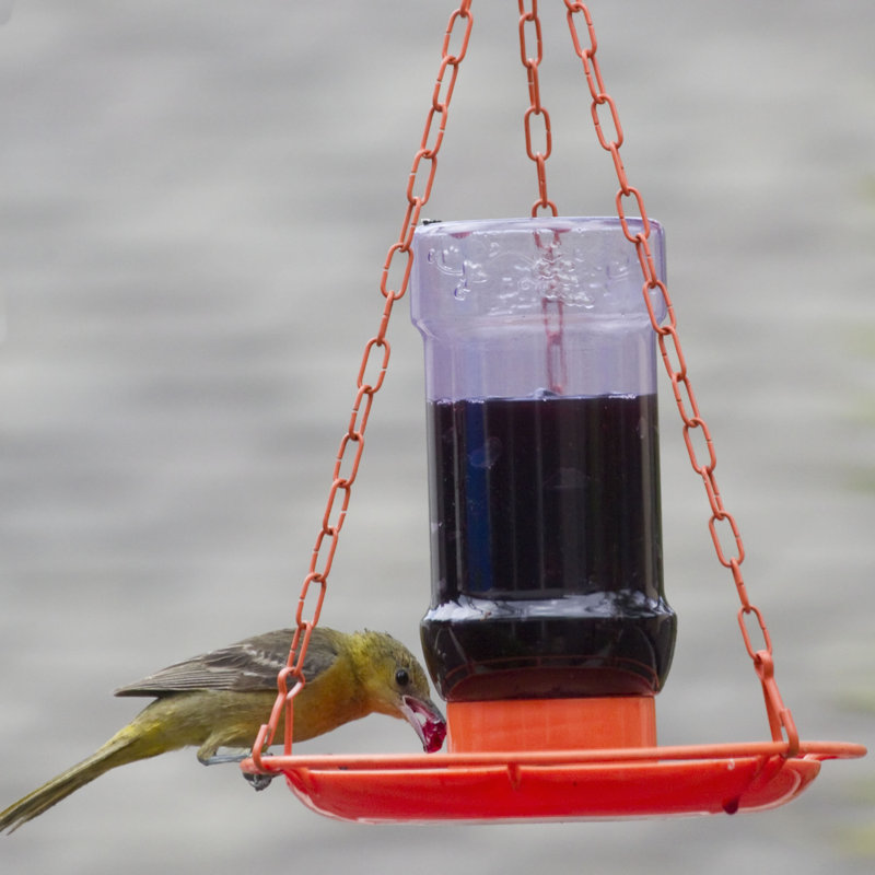 Perky Pet Oriole Jelly Hummingbird Feeder Reviews Wayfair