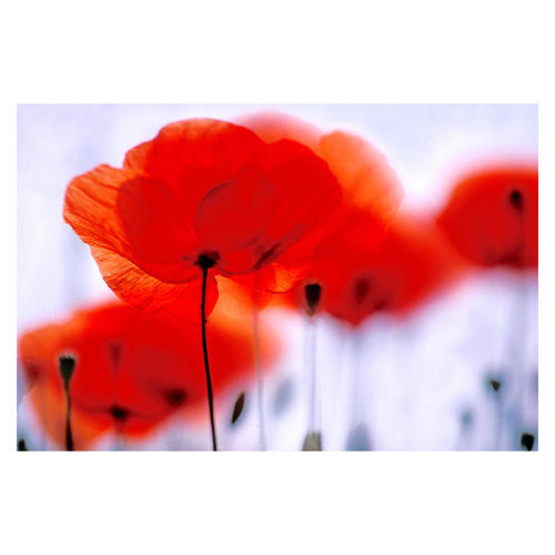 Magic Poppies 3.2m x 4.8m Textured Matt Peel & Stick Wall Mural East Urban Home