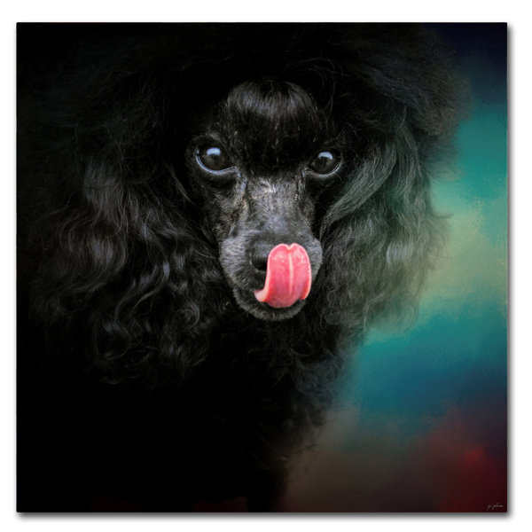 black poodle art