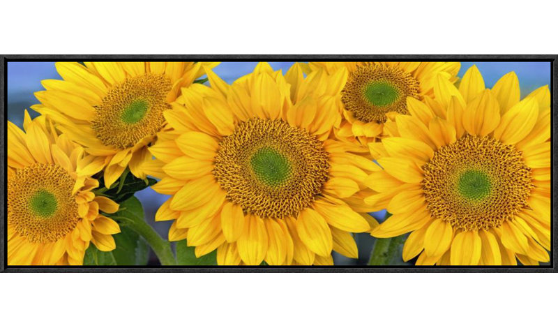 Global Gallery Common Sunflower Group Showing Symmetrical Seed Heads North America By Tim Fitzharris Framed Photographic Print On Canvas Wayfair