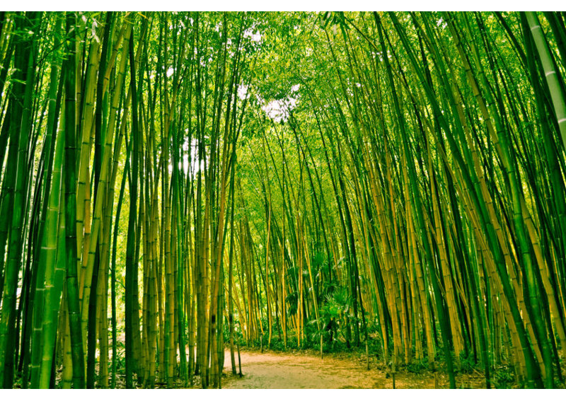 East Urban Home Bamboo Forest 3 5m X 250cm 7 Piece Wallpaper Panel
