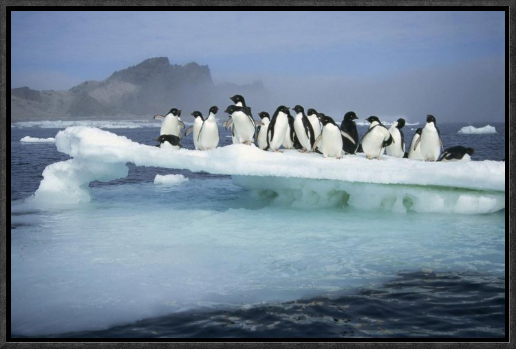 Penguins Arctic Picture SINGLE CANVAS WALL ART Print