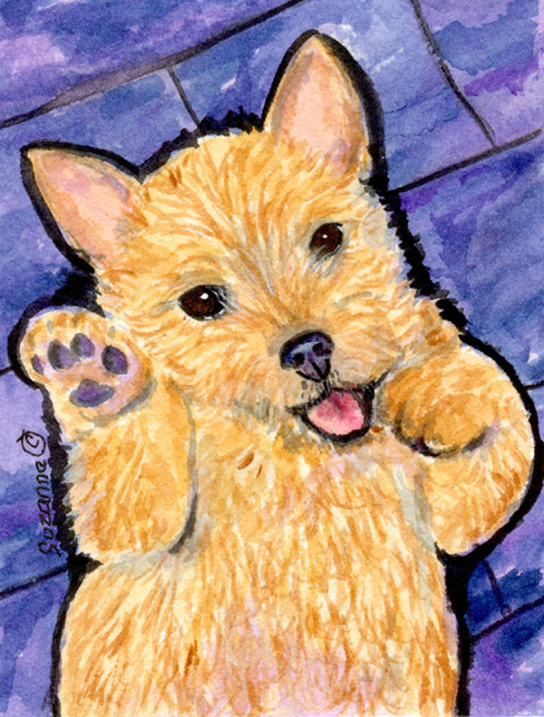 Caroline S Treasures Norwich Terrier 2 Sided Garden Flag Wayfair