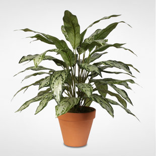 Tall Indoor Floor Plants | Wayfair Tall Indoor Floor Plants | Wayfair