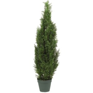 Cedar Tree Round Tapered Topiary in Pot