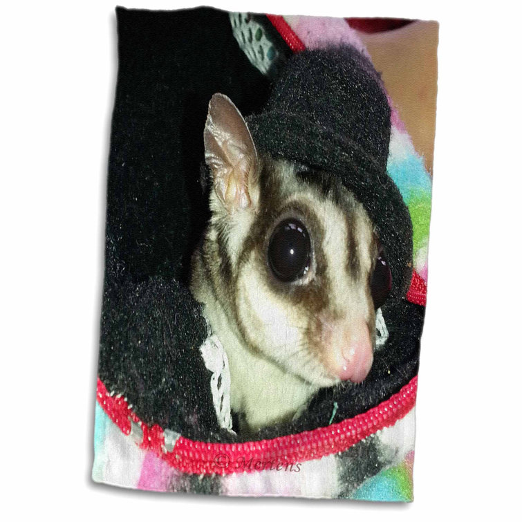 sugar glider stuff