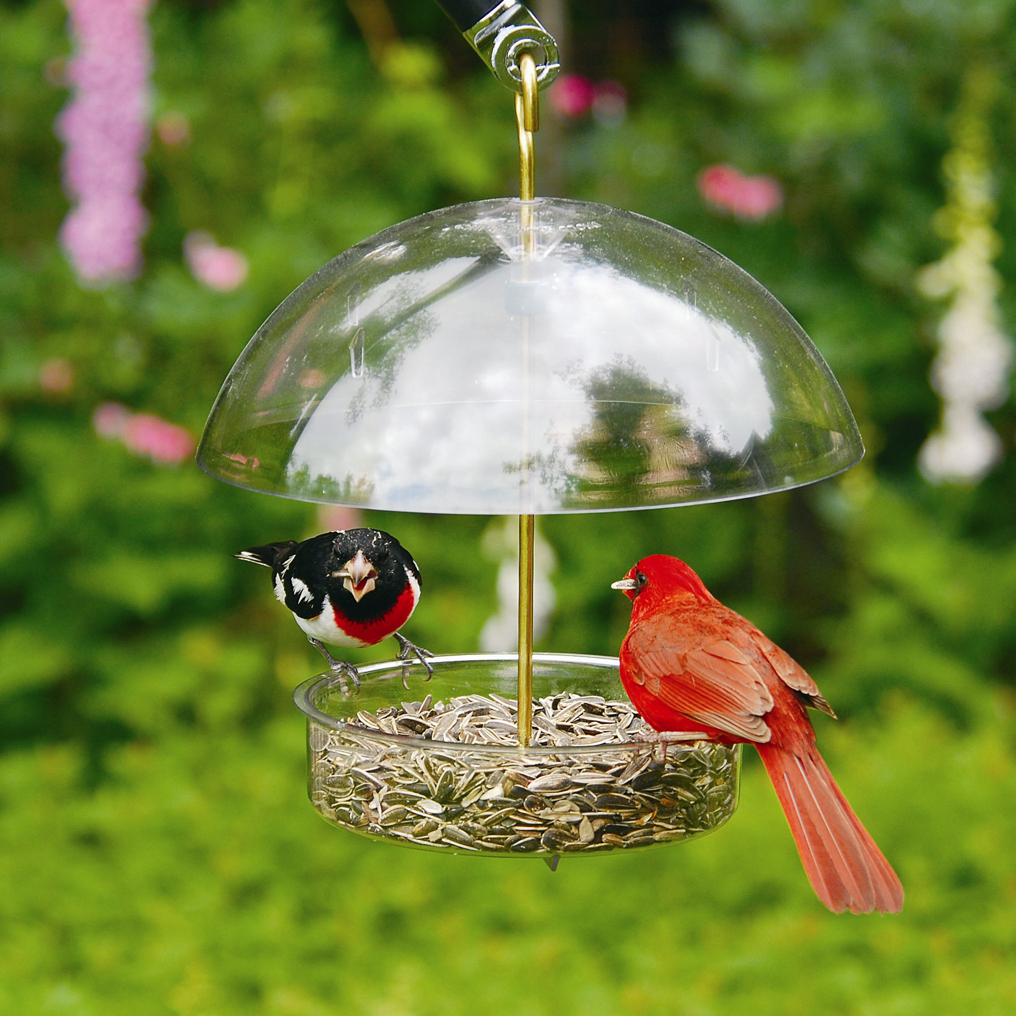 Sunflower Seed Bird Feeders Wayfair