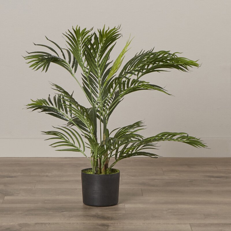 Beachcrest Home Areca Palm Tree Floor Plant & Reviews | Wayfair