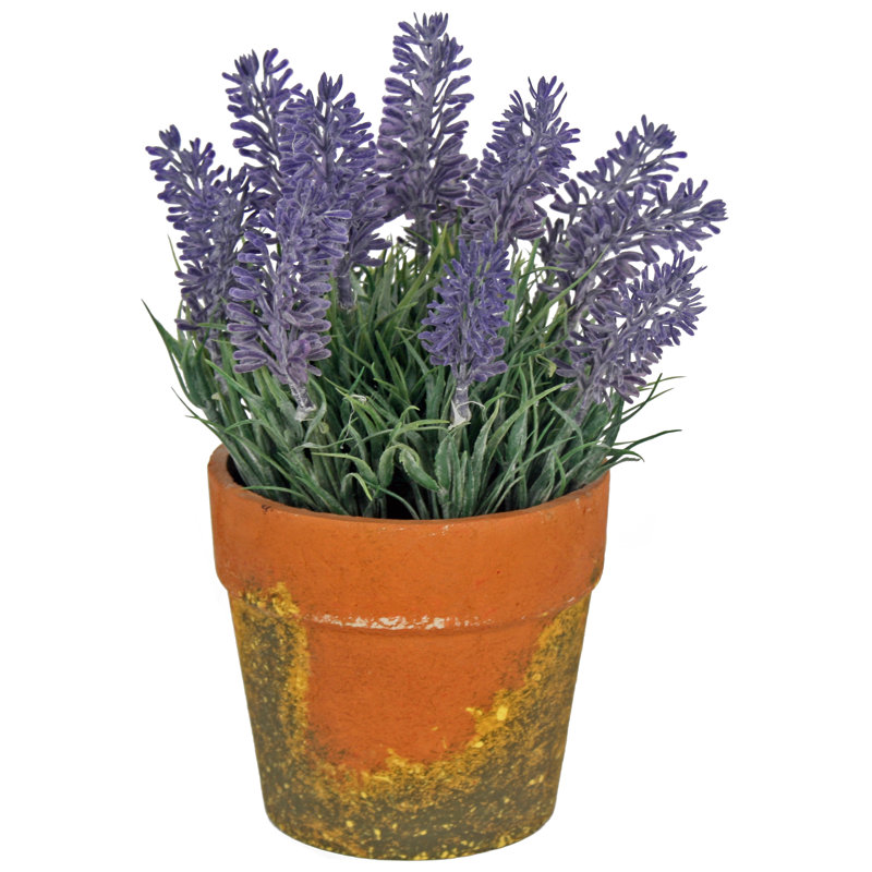 August Grove Lavender Plant in Pot &amp; Reviews Wayfair.co.uk