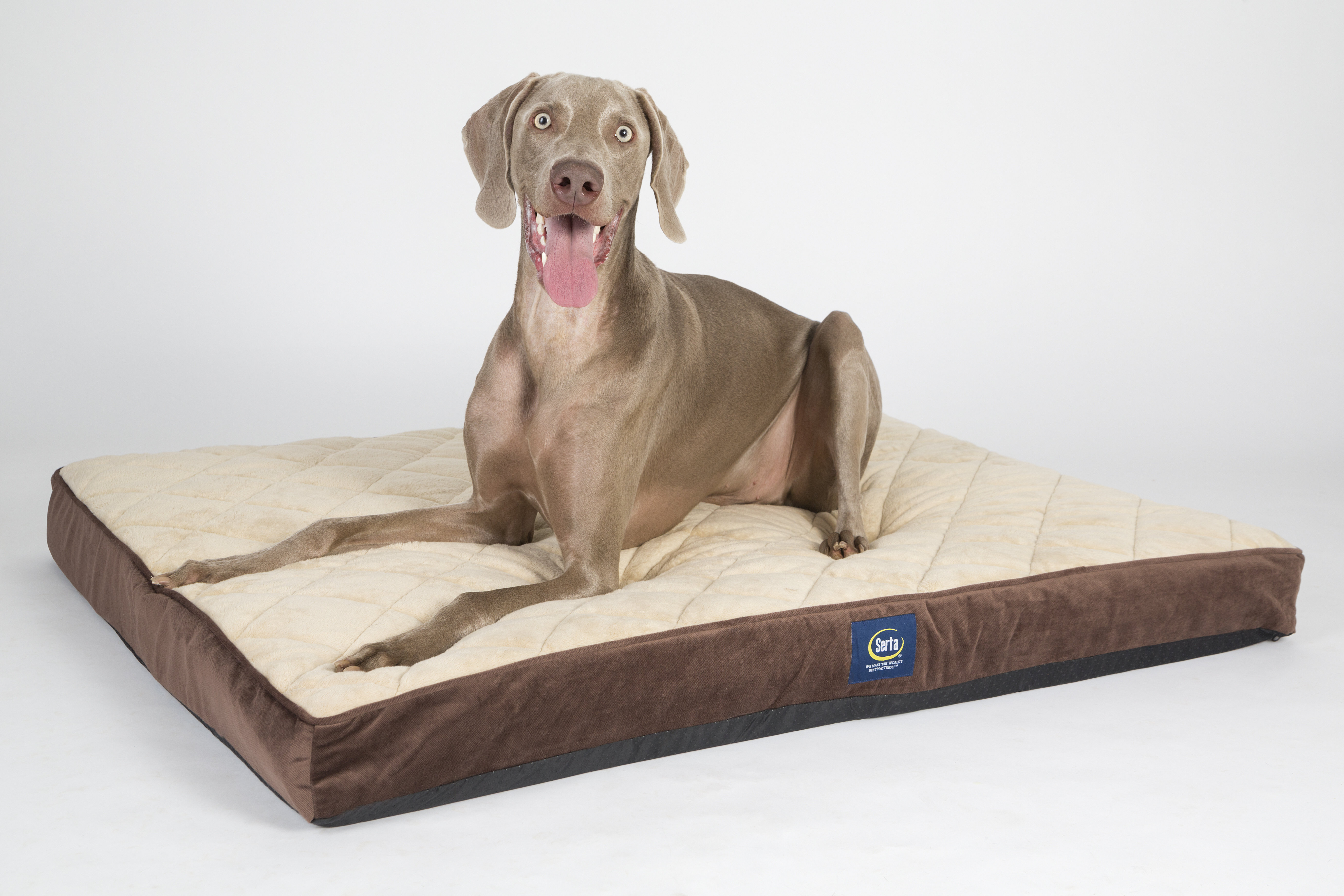 Serta Quilted Pillowtop Ortho Pet Bed Reviews Wayfair