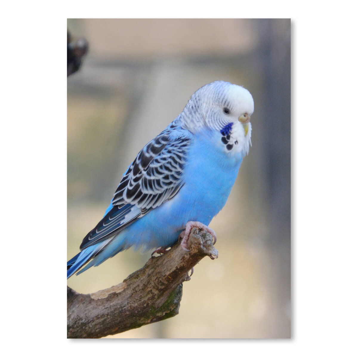 blue parakeet bird