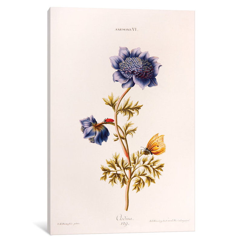East Urban Home Trew S Hortus Nitidissimis Series Anemone Vi Clodina Graphic Art Print On Canvas Wayfair