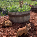 Design Toscano Woodie, the Woodland Fox Garden Statue & Reviews | Wayfair