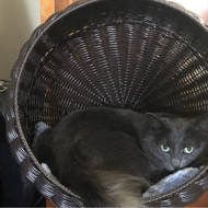 esperanza elevated cat bed