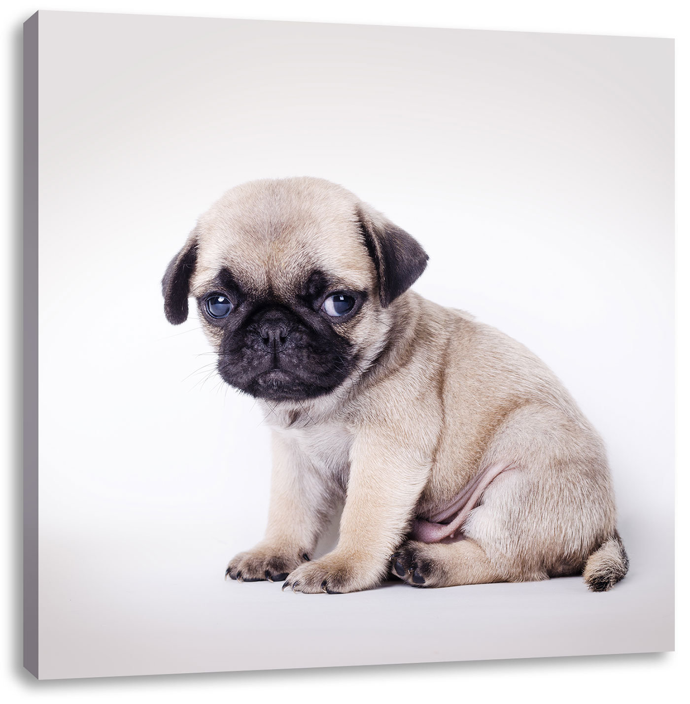 pugs sunglasses style m2