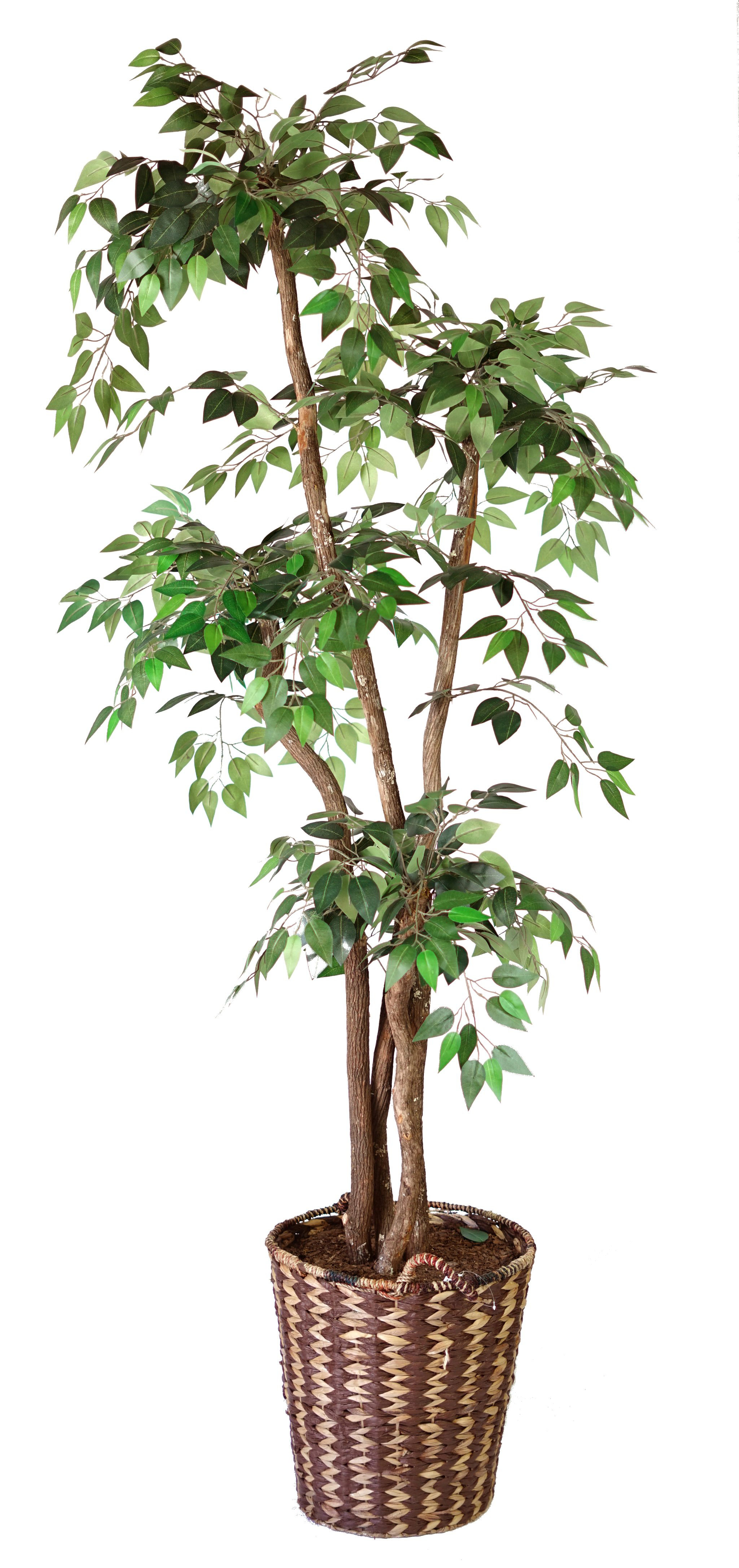 Bayou Breeze Tiered Floor Ficus Tree In Basket Wayfair