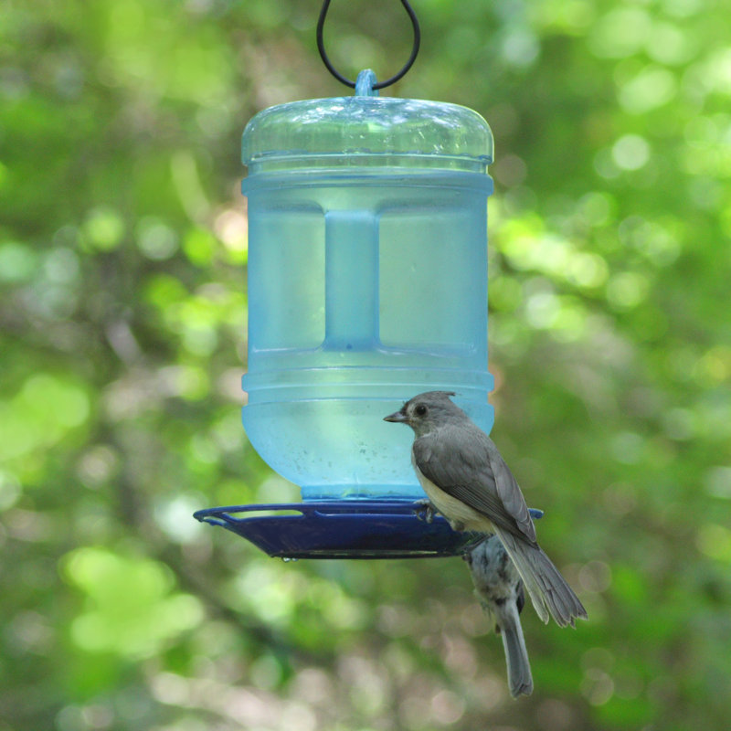 Perky Pet Water Cooler Hummingbird Feeder Reviews Wayfair