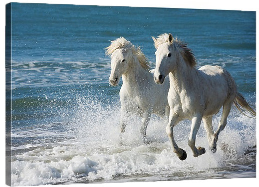 Mongolian Horses Running Kitchen Bath Bathroom Shower Floor Home Door Mat