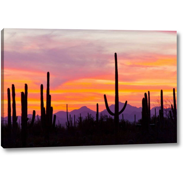 Bungalow Rose Az Sonoran Desert Saguaro Cactus At Sunset