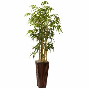 Bamboo Tree in Planter