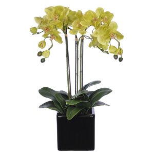 Orchid Arrangement in Cube Ceramic Vase