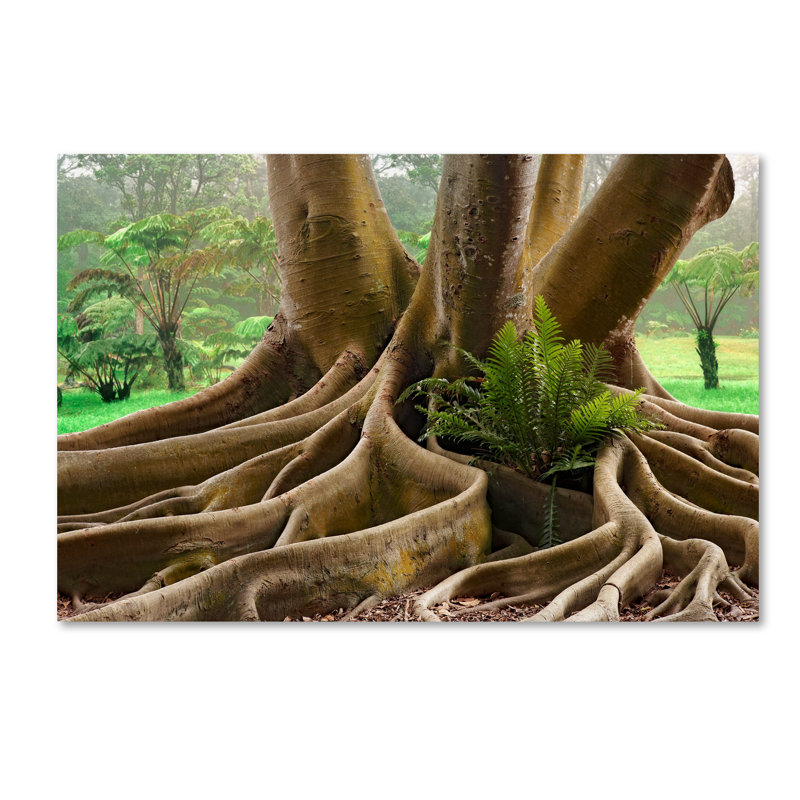 Trademark Art Roots Sarasots Big Tree Photographic Print On Wrapped Canvas Wayfair
