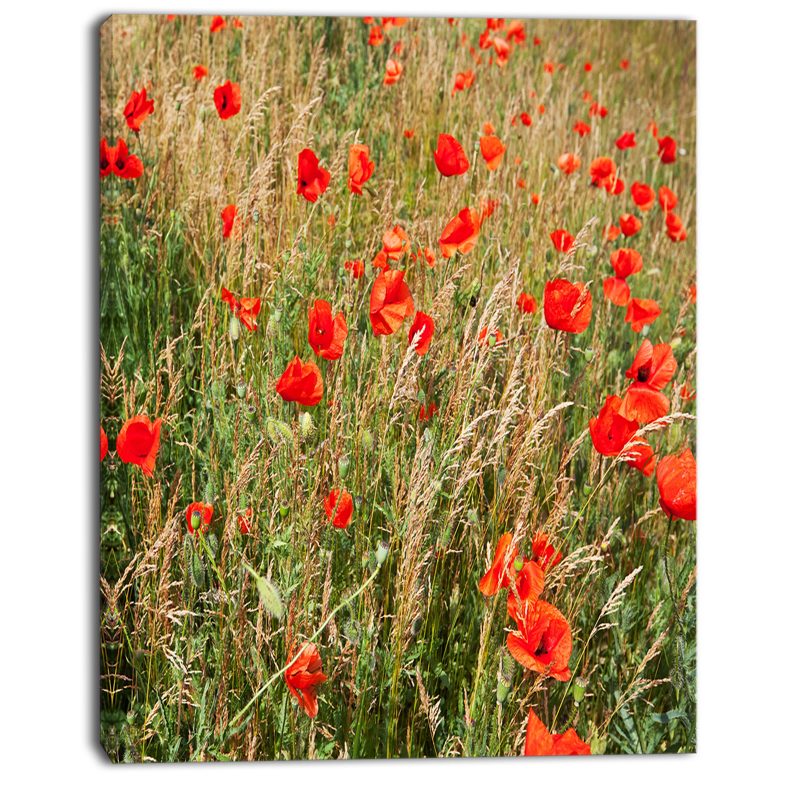 Designart Red Poppy Field With Full Of Flowers Photographic Print On Wrapped Canvas Wayfair