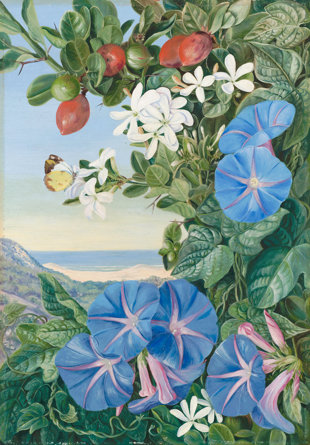 378. Amatungula In Flower And Fruit And Blue Ipomoea, South Africa by Marianne North - Art Prints