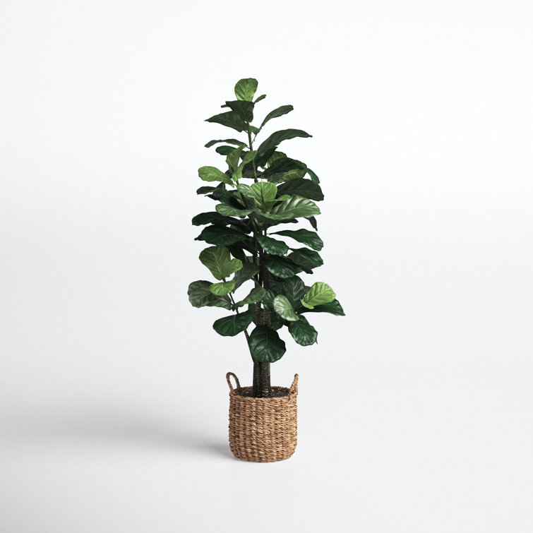 Fiddle Leaf Fig Tree with Basket & Reviews Joss & Main