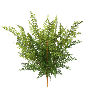 Fern Bush Foliage Plant
