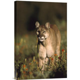 3D Rose A Cougar Walking Straight Towards You Towel 15 x 22