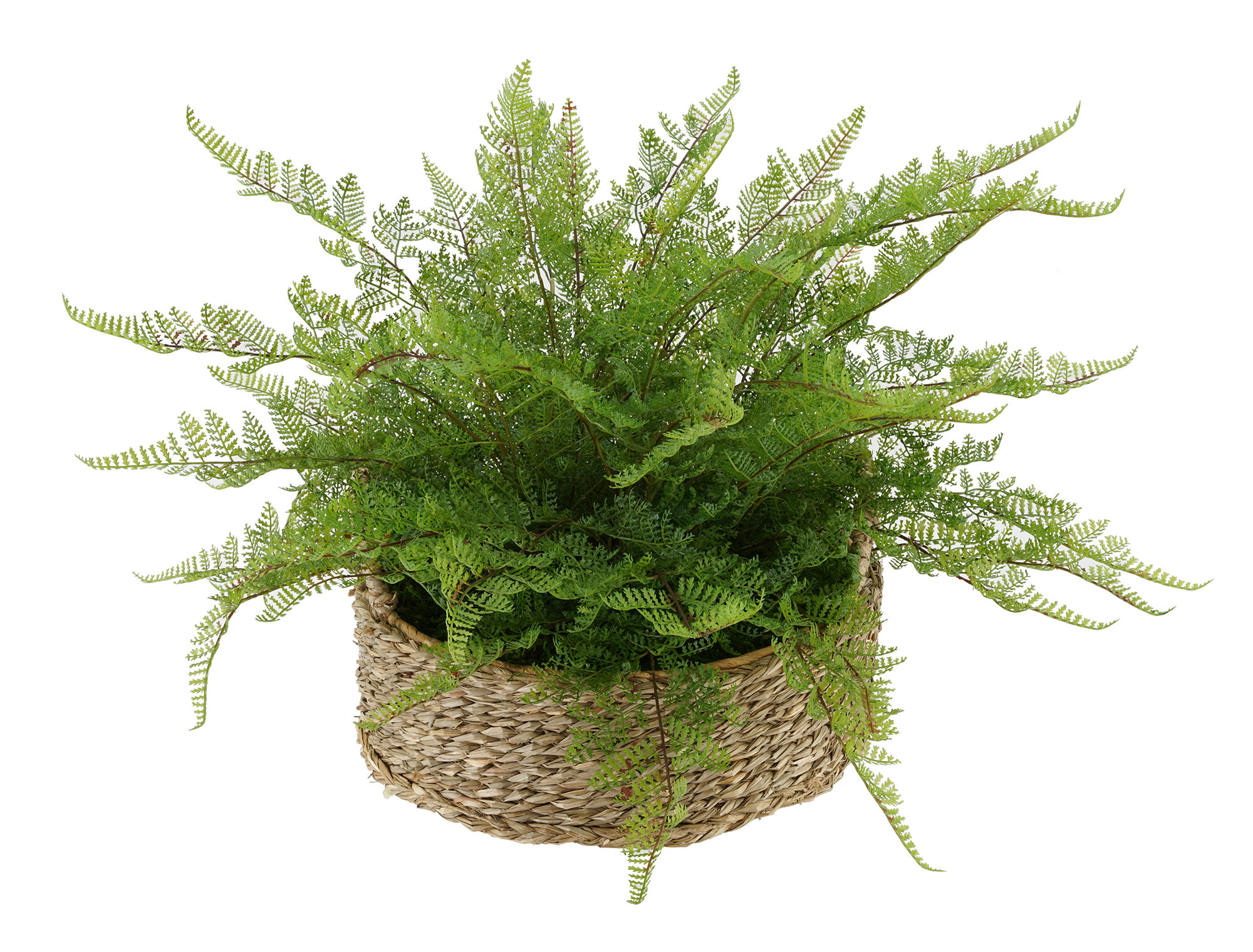 Gracie Oaks Faux Lace Fern Plant In Basket Reviews Wayfair