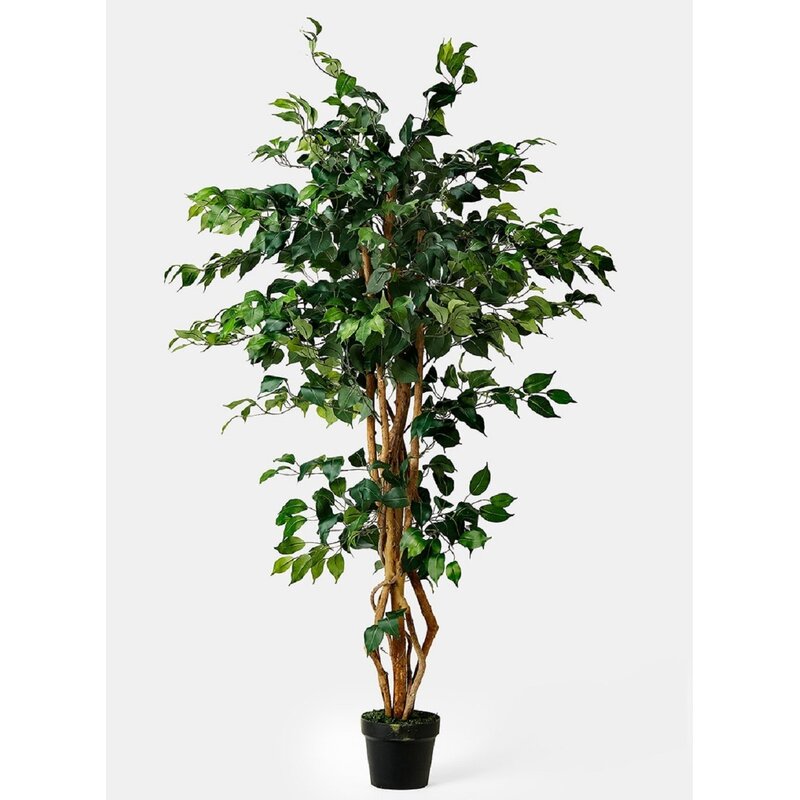 Charlton Home Ficus Tree in Pot | Wayfair